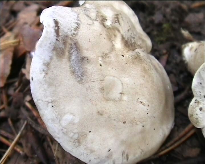 Clitopilus  cystidiatus       Hauskn. & Noordel.